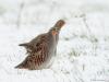 20180129 Patrijs Precies acht jaar geleden lag er op deze dag sneeuw in De Matjes, toen werd namelijk deze foto daar gemaakt. Ben benieuwd hoe het familie patrijs ondertussen daar is vergaan. Hopelijk niet letterlijk vergaan. Die kans bestaat zeker want op de akker daar bij de kruising met de Moervenweg staat nu een joekel van een varkensstal. Ook andere omstandigheden zijn voor de patrijs sterk verslechterd. Zo lees ik: Patrijzen zijn gebonden aan halfopen tot open boerenland, met een voorkeur voor akkers.