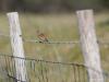 Kneu  20200526  Weipalen, prikkeldraad, beide best nuttig voor vogels. Verschillende soorten gebruiken ze als uitvalbasis bij het zoeken naar voedsel. Deze kneu was hier alleen maar even op doortocht. Even pauzeren en weer op de vleugels. Net tijd genoeg om hem vast te leggen. Best mooi zijn ze zo in prachtkleed. Zo'n 40.000 broedpaartjes tellen we in Nederland wordt geschat. Niet zozeer in bosgebied maar meer in open weilanden met veel kruiden waar ze de zaden van kunnen eten.