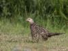 Fazant  20200519  Colijnsplaat  Nog een keer mevrouw wat mooier in beeld. Mooier, mooi, is ze wel zo mooi? Niet heel erg meen ik. Ze legt het erg dik af tegen meneer.