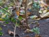 Roodborst  20201111  Tuin