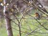 Roodborst  20210409  Stouwdreef