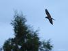 Nachtzwaluw  20220526  In meerdere natuurgebieden in Zundert vliegen momenteel meerdere nachtzwaluwen rond. Een heel boeiende vogel waarmee het best goed gaat nu denk ik. Na zonsondergang worden ze actief, pas als het flink donker is geworden dus. Ik heb geprobeerd ze met iso 12.800/25.600 in de vlucht vast te leggen. Dat levert natuurlijk niet al te veel detail op. Wel is goed te zien dat bij het volwassen mannetje de drie buitenveren van de vleugels en de twee buitenveren van de staart aan be