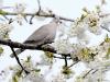 Turkse tortel   Houtduif  20230416  Deze week staat mijn kersenboom in bloei. Ongelooflijk hoeveel witte bloempjes er worden getoond. Ik heb wat tijd genomen en gekeken of ik een aantal tuinvogels in de bloemetjes kon zetten. Dat lukte. Als eerste de twee duiven.