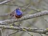 Blauwborst  20230412  Oude Buisse Heide