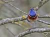 Blauwborst  20230412  Oude Buisse Heide