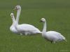 Kleine zwaan  Bij de Pannenhoef zag ik gisteren tussen een groep knobbelzwanen enkele kleine zwanen. Recent vorige jaren zag ik daar een groter aantal van deze wintergasten, hoop maar dat er elders nog een aantal gearriveerd zijn. Ze komen uit noord Rusland, een vlucht van ruim 3000 km. En dat alles enkel met schone biobrandstoffen. Het zwart op de gele snavel loopt van punt tot ruim over de neusgaten. Op een foto staan in de achtergrond onscherp twee jonge knobbelzwanen, die hebben nog gee