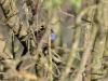 Blauwborst  20240406  Oude Buisse Heide