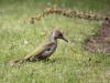 Groene specht  20240710  Vers vanuit de tuin. Niet voor het eerst zag ik een jonge groene specht op mijn gazon naar mieren zoeken. Het is niet moeilijk om te zien dat het een jonge vogel is, die hebben namelijk een gevlekte wit zwarte hals en borst. Ook kun je hier goed zien dat het een jong mannetje is, mannetjes hebben namelijk al een rode vlek onder het oog aan de snavelbasis, bij vrouwtjes blijft die vlek zwart. Volwassen zijn ze nog mooier dan nu al.