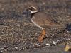 Bontbekplevier  20241125  In de wintermaanden zijn veel vogels, volwassen en juveniel, minder mooi dan in de zomermaanden. Zo ook het bontbekpleviertje, vind ik toch. De jongen lijken veel op een kleine plevier maar het wit langs het oog en de gele pootjes zijn bruikbare kenmerken. Handig is ook als er nog een oudervogel meer in zomerkleed in een groepje aanwezig is.