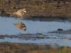 Kleine Plevier  20241116  Is er ergens een nieuw ven of iets dergelijks aangelegd en ontstaat zo nog kale grond met een plas erbij, dan kun je het eerste jaar geheid dit leuke kleine pleviertje daar verwachten. Ze vangen graag vliegjes langs de waterkant en dat geeft de gelegenheid om een foto met een spiegelbeeld te maken. Twee pleviertjes voor de prijs van een, altijd leuk meen ik. Deze is in het najaar gefotografeerd en is nog onvolwassen en zo nog niet op zijn mooist.
