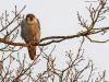 Slechtvalk  20241228  Terug in de tijd, om precies te zijn naar maart 2011, tegen de avondschemer bij de Bleeke Heide. Ik ben niet zeker of toen al in Alphen op de kerktoren de slechtvalk broedde? De rover was toen vaak te zien in de grote bomen rondom de waterplas van de Bleeke Heide, een prima plek voor veel vogels dat dicht bij Alphen gelegen is. Zou het een bewoner van de kerk in Alphen geweest zijn?