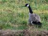 Canadese gans  20250215  Gisteren even naar de Pannenhoef geweest. Niet bijster veel gezien. Wel dit paartje vredige ganzen zo maar langs de Turfvaart. Ik mocht ze gewoon passeren, ze waren waakzaam, liepen enkele meters opzij maar bleven rustig en gingen snel weer op hun plekje zitten. Ze worden als ongewenste buitenlanders gezien. Fors zijn ze. Lelijk kan ik ze niet vinden.