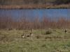Graspieper Torenvalk Meerkoet Grauwe gans  20250306  Gistermiddag even naar de Pannenhoef geweest. Zalig weer. Best wat wandelaars daar. Teruggekomen met enkele eenvoudige foto's. Graspiepers zijn ook weer op trek. De meerkoet is heel tevreden met zijn vennetje. De torenvalk neemt even rust op een hoge uitkijk. De ganzen waggelen wat verder weg voor de zekerheid.