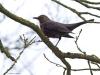 Merel  20250221  Twee foto's die model staan voor veel dagen in de afgelopen weken. Somber donker weer met weinig vogelleven en kleur in het bos. Al snel krijg je dan foto's als deze. Grijs, saaie achtergronden, weinig kleur. Mevrouw merel met haar saai donkerbruine jas helpt dan ook niet. Hopelijk betert het vanaf vandaag.