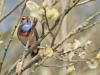 Blauwborst  20250411  De Matjens
