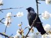 Kauw  20250405  Van de vele kauwen in mijn tuin wordt ik niet altijd vrolijk. Nog steeds huizen er enkele onder de zonnepanelen ondanks de tot tweemaal toe aangebrachte borstelversperring. Maar nu de bloesem van mijn kersenboom zo mooi is verdienen ze toch een plaatje meen ik. Jammer dat die bloesem weer zo snel verdwenen zal zijn.