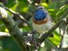 Blauwborst  20250516  Vaak tref je een blauwborst aan daar waar wat water en riet te vinden is. Ook deze trof ik aan bij een flinke sloot waarlangs riet stond maar ook her en der een struik c.q. boom zoals wilg of els. Daarin willen ze ook wel even gaan zitten maar zijn ze niet altijd makkelijk goed te vinden en vast te leggen.