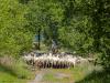 Schaap  20250626  Op de Oude Buisse Heide wordt de laatste tijd gewerkt met een kudde schapen. Ze hopen zo opgeschoonde heide en ook wel ruig grasland kort en arm te houden. Laten we hopen dat het zoden aan de dijk zet, of liever, jonge heideplantjes doet opgroeien.