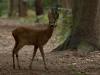 Ree (Capreolus capreolus) En toen kwam ie zo waar het bos uit. Hield me doodstil. Het bokje liep enkele meters de laan op mij strak aankijkend. Helemaal vertrouwde hij het ook niet, draaide zich om en gingterug het bos in. Blijft magisch om zo'n mooi groot dier zo dichtbij te mogen aanschouwen.