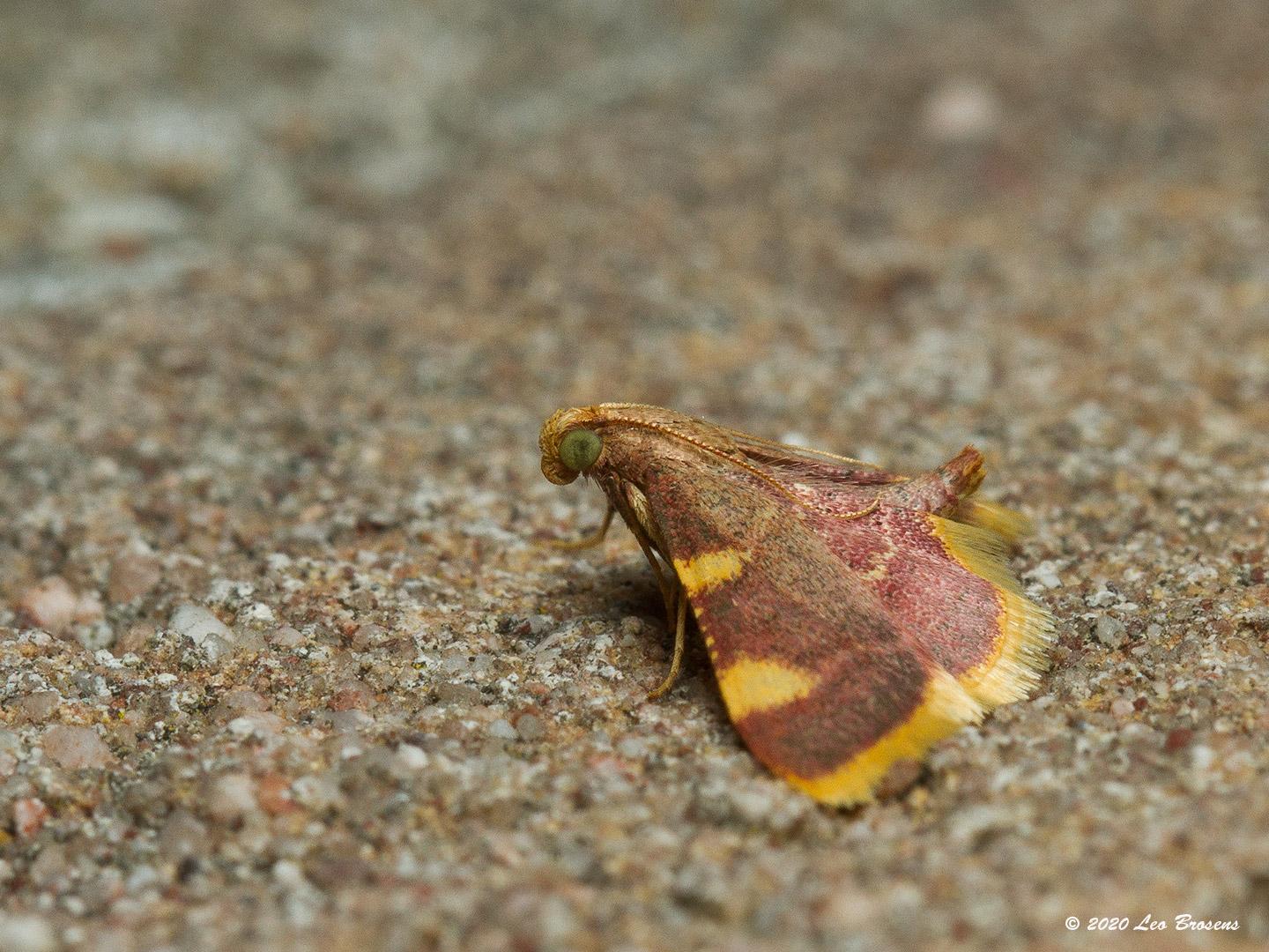 Triangelmot  20201017  De tweelijnmot heeft een familielid waarbij in het dna enkele eiwitjes op een iets andere plaats zijn terecht gekomen. Daardoor werd de tweelijn een andere soort binnen deze familie. Een mooier motje omdat er meer kleur in zit, meer geel in zit, en ook de rood paarse tint is duidelijker aanwezig. Ook dit motje houdt het kontje iets omhoog.