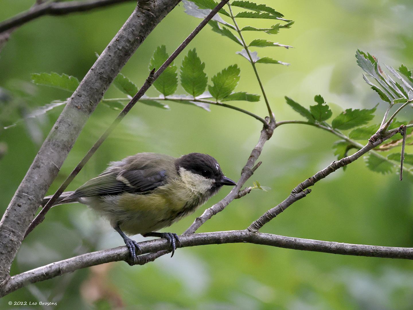 Koolmees  20220725  Veel jonge vogels in het bos momenteel. Zo kwam ik in De Beemden een groepje koolmezen tegen. Wellicht broers en zussen?