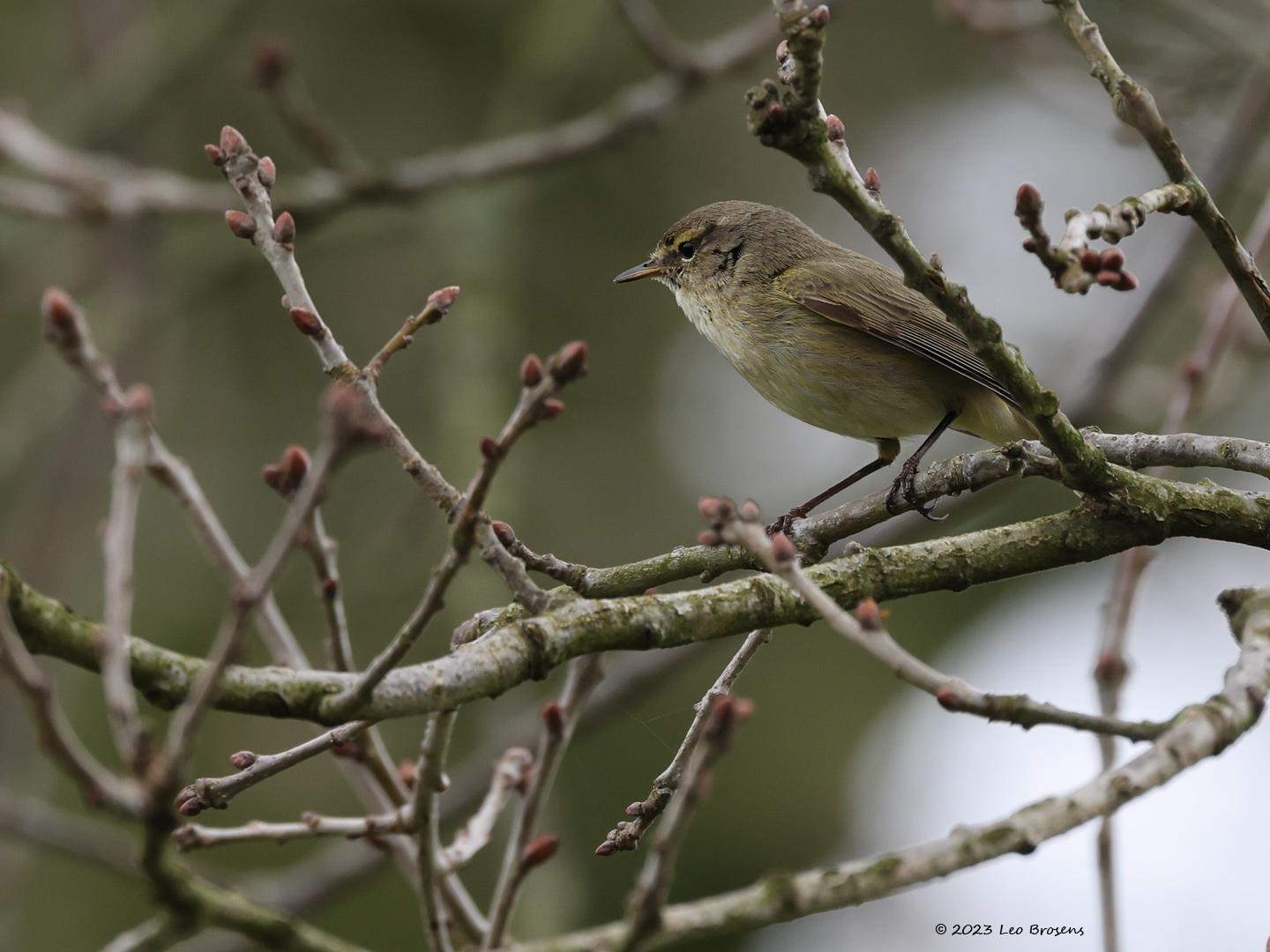 Tjiftjaf  20230501  De afgelopen weken waren ideaal om de tjiftjaf te fotograferen. Ze verraden hun aanwezigheid steeds door hun onmiskenbaar liedje en bovendien zaten er nog geen blaadjes aan de struiken en bomen. Blijven over de takjes die vaak het beeld nog verstoren, maar ja, ze horen erbij. Hier zijn de erg donkere pootjes goed te zien. Dat is een onderscheid met de fitis maar deze meneer riep steeds zijn naam wat determinatie eenvoudig maakte.