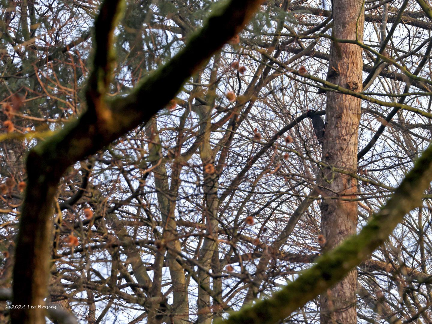 Zwarte specht  20240307  Een zoekplaatje. Kun je hem vinden? Alleen op een groot scherm vrees ik. Eigenlijk geen geschikte foto om te posten kan je zeggen. Maar in het echt heb je vaak hetzelfde probleem. Zoals vanmorgen in de Pannenhoef. Ik zag iets zwarts met snelheid de bomen in vliegen. Wat was dat, waar bleef het, waar zit het. Het zoeken gaat dan het best door vooral te turen, dus niet snel heen en weer kijken. Door te turen kun je het best een beweging waarnemen en van bewegingen moet je het