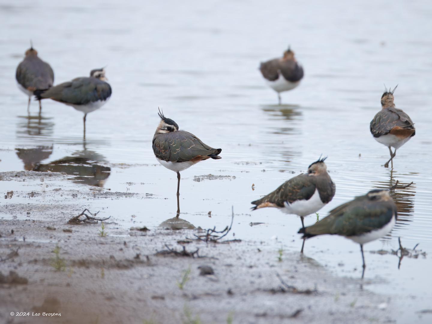 Kievit  20240926  Ook een deel van onze kieviten verzamelen zich om samen op trek te gaan. Zoals veel vogels op hoge poten rusten ze graag uit in ondiep water. Daar is minder kans dat een vijand hen verrast. Om energie te sparen leggen ze de kop op de schouders met de snavel in de veren. Maar natuurlijk blijven ze alert zoals het open oog laat zien.