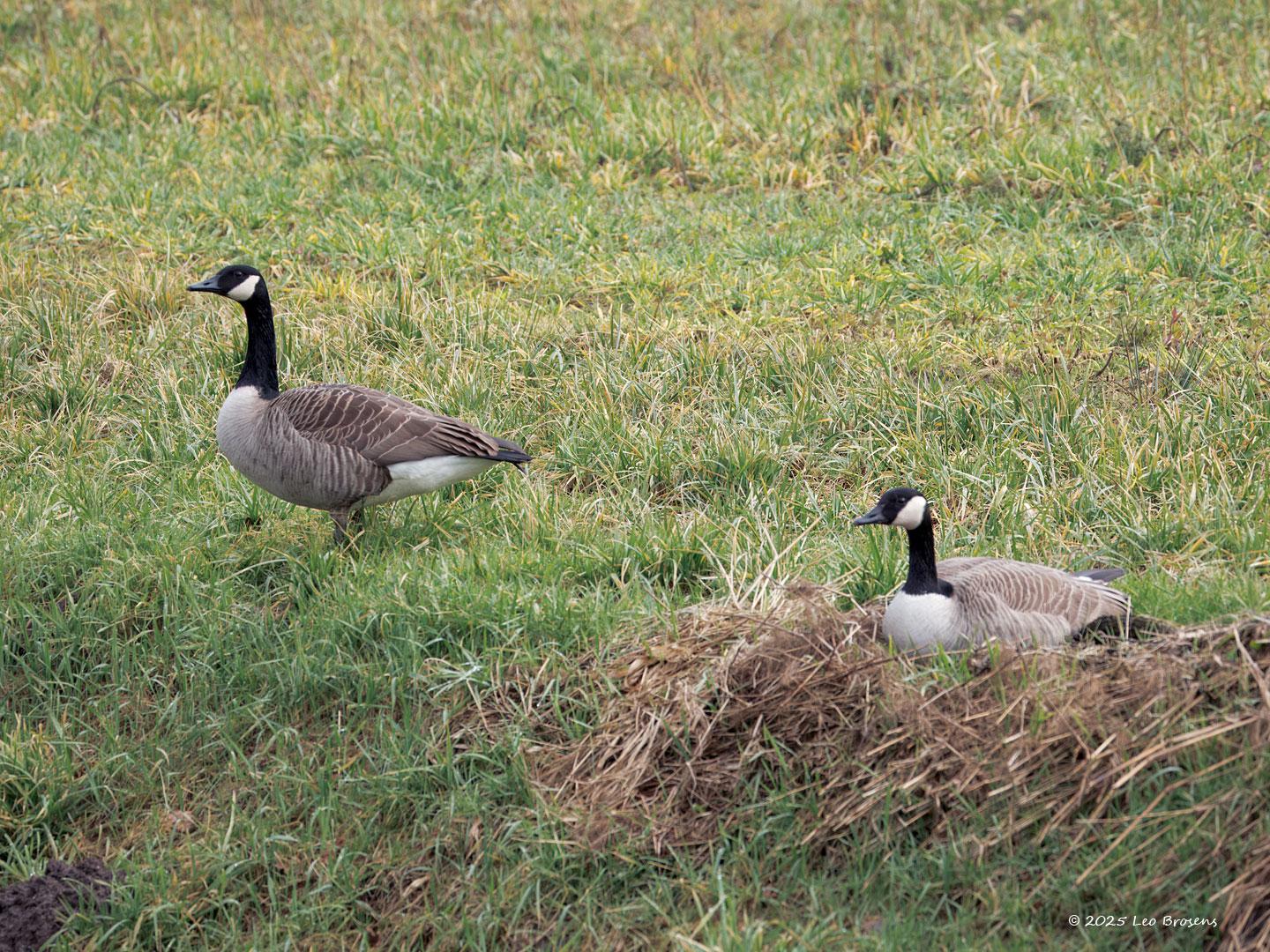 Canadese gans  20250215  Gisteren even naar de Pannenhoef geweest. Niet bijster veel gezien. Wel dit paartje vredige ganzen zo maar langs de Turfvaart. Ik mocht ze gewoon passeren, ze waren waakzaam, liepen enkele meters opzij maar bleven rustig en gingen snel weer op hun plekje zitten. Ze worden als ongewenste buitenlanders gezien. Fors zijn ze. Lelijk kan ik ze niet vinden.