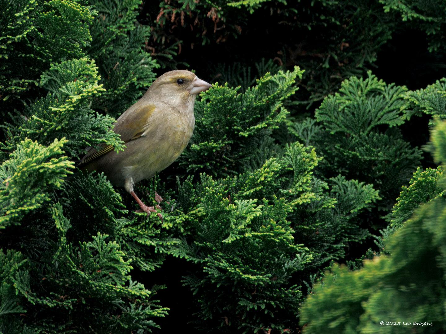 Groenling  20250404  Ik kan me niet herinneren dat ik vorig jaar een groenling in mijn tuin heb gezien, daarvoor was dat nog regelmatig het geval. Maar deze week was het gelukkig weer raak. Eerst zag ik een vrouwtje in een conifeer, gisteren een mannetje in de ontluikende hazelaar. Zo in de hazelaar met al dat verse blad doet deze vink zijn naam goed eer aan. Immers, het is een en al groene tinten wat we zien. Deze groenlingen zijn wellicht buitenlanders op trek. In deze weken is het aantal groenlingen in o