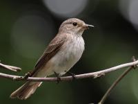 Grauwe vliegenvanger  20210526  Klein Maalbergen