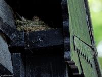 Grauwe Vliegenvanger  20250518  Gisteren vond ik een broedende grauwe vliegenvanger in een oud loofbos. Denk dat er nog geen jongen waren, heb niet gezien dat er gevoerd werd. Niet toevallig denk ik, is dat ik de vliegenvanger vond op een plek waar best veel mensen voorbij komen. Ik denk dat ze best graag bij bewoning vertoeven?