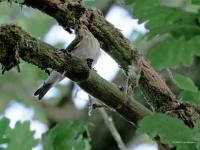 Grauwe Vliegenvanger  20250518  Gisteren vond ik een broedende grauwe vliegenvanger in een oud loofbos. Denk dat er nog geen jongen waren, heb niet gezien dat er gevoerd werd. Niet toevallig denk ik, is dat ik de vliegenvanger vond op een plek waar best veel mensen voorbij komen. Ik denk dat ze best graag bij bewoning vertoeven?