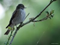 Grauwe Vliegenvanger  20250518  Gisteren vond ik een broedende grauwe vliegenvanger in een oud loofbos. Denk dat er nog geen jongen waren, heb niet gezien dat er gevoerd werd. Niet toevallig denk ik, is dat ik de vliegenvanger vond op een plek waar best veel mensen voorbij komen. Ik denk dat ze best graag bij bewoning vertoeven?