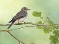 Grauwe vliegenvanger  20250613  Pannenhoef