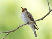 Grauwe vliegenvanger  20250613  Pannenhoef