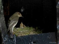 Grauwe vliegenvanger  20250613  Pannenhoef