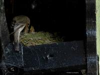 Grauwe vliegenvanger  20250613  Pannenhoef