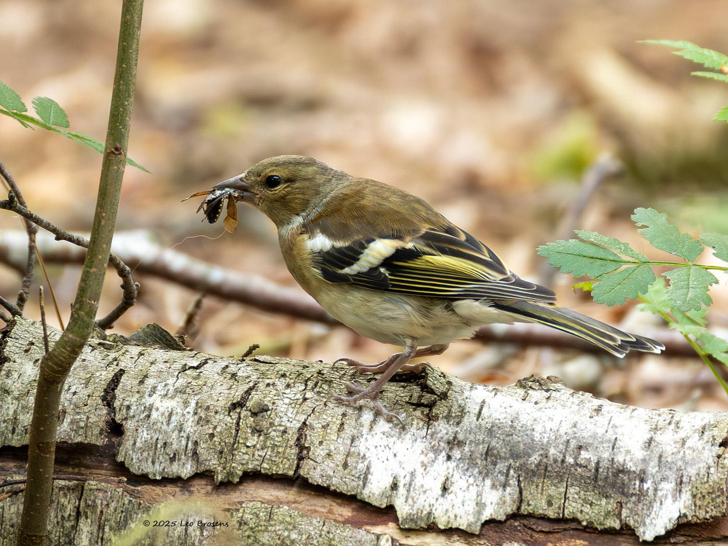 Vink-20250624g14401A1A1084avcrfb-Pannenhoef_0.jpg