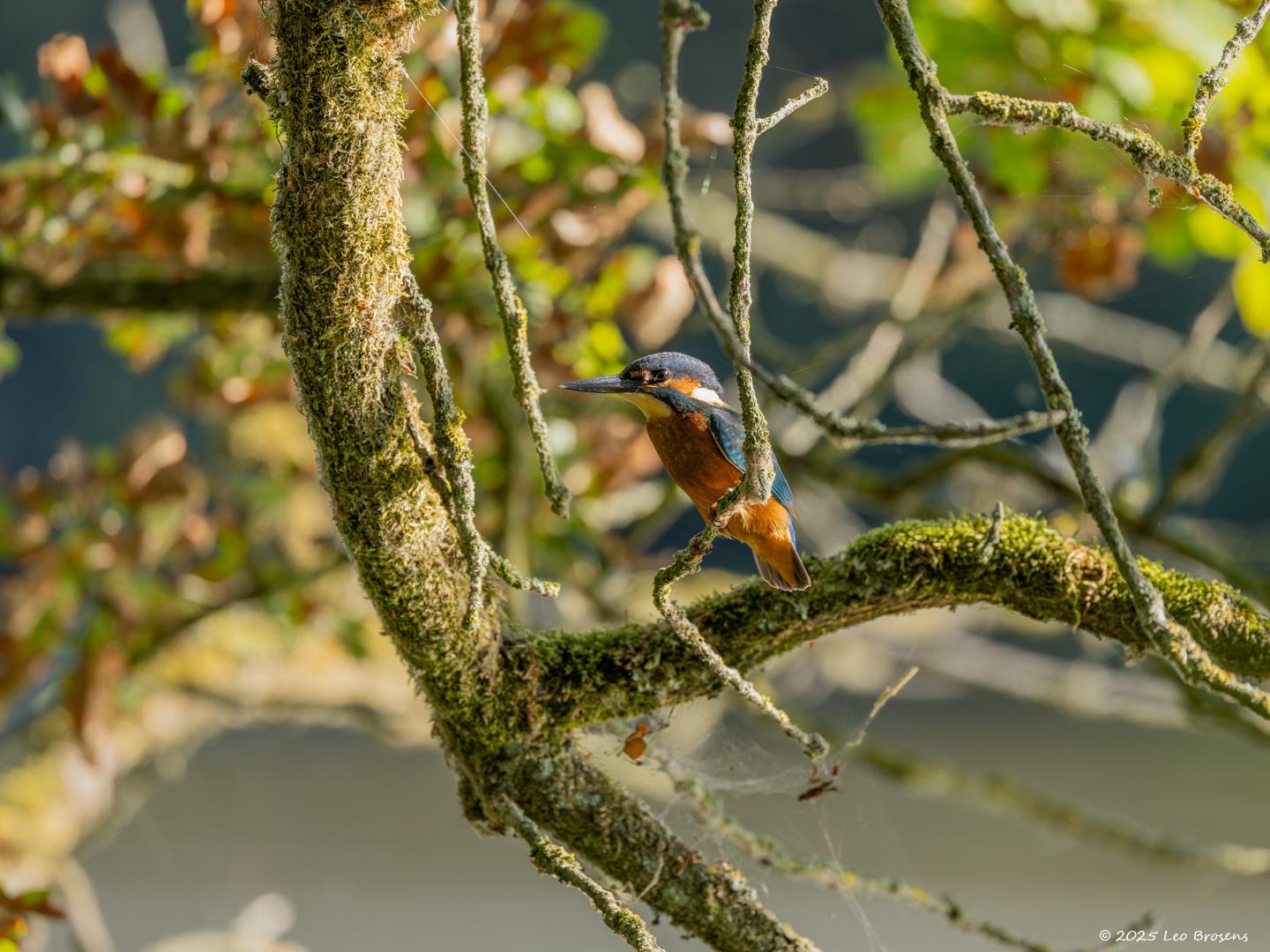 IJsvogel-20250815g14401A1A2401ocrfb-Krochten.jpg