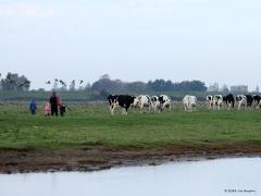 Koeienjongens/Koeienmeiden  20241025  Schakerloopolder