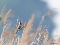 Snor  20250428  Het is nu een goede tijd om een snor te zien. Eigenlijk moet ik zeggen 'om te horen'. Want je zult deze echte natte rietvelden vogel eerder horen dan zien. Zijn liedje is dan ook niet te missen. Misschien nog wel te verwarren met de sprinkhaanzanger. Maar die zingt wat trager en minder langdurig. Je snapt niet dat die snor zo lang achtereen kan zingen zonder dood te vallen zou je haast denken. Zijn houding in een rietstengel als hij zingt is rechtop en doet denken aan een standbeeldje. Regen