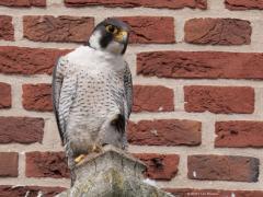 Slechtvalk  20250603  Alphen