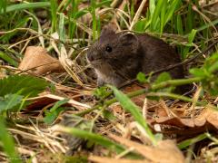 Rosse woelmuis  20250714  Pannenhoef