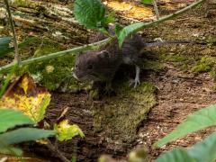 Rosse woelmuis  20250714  Pannenhoef