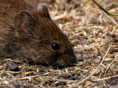 Rosse woelmuis  20250714  Pannenhoef