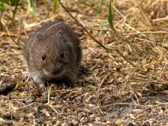 Rosse woelmuis  20250714  Pannenhoef