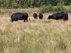 Blauwe reiger  20250924  Rondgors