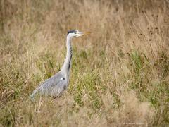 Blauwe reiger  20250924  Rondgors