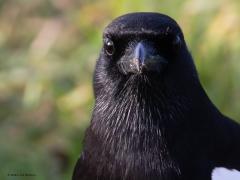 Ekster  20251222  Bergse Diepsluis